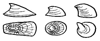 . 62.    Ancylidae.  : Acroloxus lacustris; Ancylus fluviatilis; Pseudancylastrum dybowskii