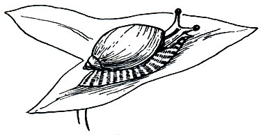 . 63.   (Succinea putris)