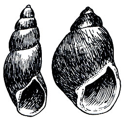 . 64.  -  (Clavator clavator),    10,2 ><i></i>.  -  (Strophochilus popelairianus),    14 