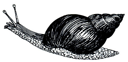 . 65.  (Achatina mauritana)
