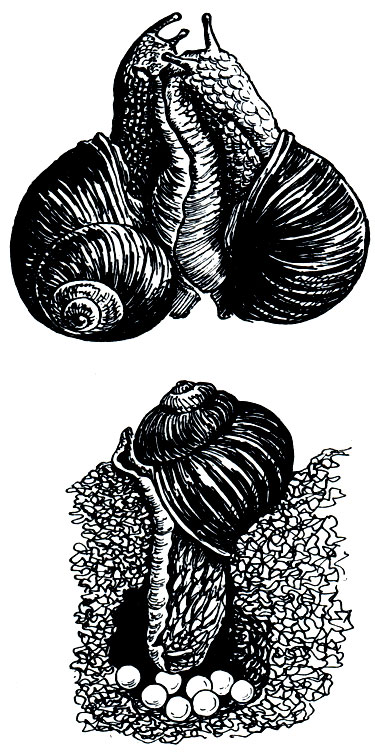 . 66.   (Helix pomatia):  - ,  -  