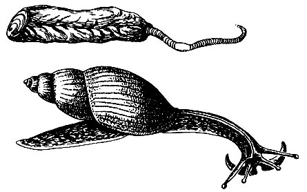 . 67.  :  (Testacella maugei),    (),  Euglandina rosea