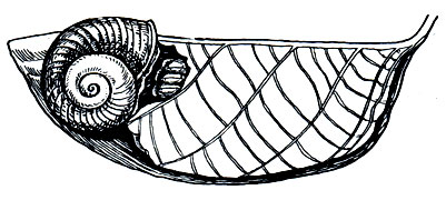 . 69.  Cochlostyla leucophthalma          