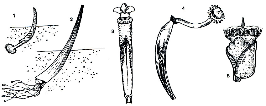 . 70.  : 1 -  (Siphonodentalium lafotense); 2 -   (Dentalium vulgaris); 3 - ,   ; 4 - Siphonodentalium lafotense,   ; 5 -  