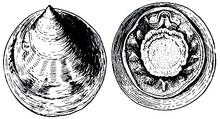 . 71.   Neopilina galatheae