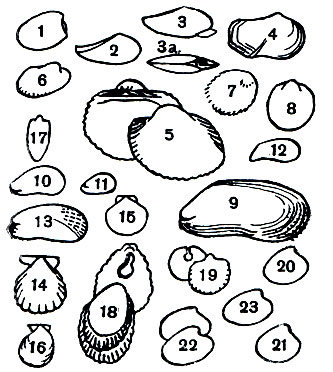 6.    .   (Taxodonta): 1 -   (Acila divaricata); 2 -   (Nuculana pernula costigera); 3 -   (Yoldia hyperborea);  -  ,    ; 4 -   Yoldia (Megayoldia) thraciaeformis; 5 -   Anadara (Scapharca) broughtonii; 6 -   (Bathyarca glacialis); 7 -  (Limopsis vaginatus); 8 -   (Glycymeris albolineatus).   (Dysodonta): 9 -   (Modiolus modiolus); 10 -   (M. adriaticus); 11 -   . (Modiolula) pnaseolinus; 12 -  (Mytilaster lineatus); 13 -   (Musculus nigra); 14 -   Chlamys (Flexopecten) glabra pontica; 15 -   (Propeamussium groenlandicum); 16 -   Pr. (Hyalopecten) frigidus; 17 -   Lima (Limatula) hyperborea; 18 -   Pododesmus macrochisma; 19 -   Anomia (Heteranomia) squamula aculeata.    (Eulamellibranchia): 20 -   Astarte (Astarte) crenata; 21 -    . (.) sulcata; 22 -   A. (Tridonta) borealis; 23 -   A. (Elliptica) elliptica