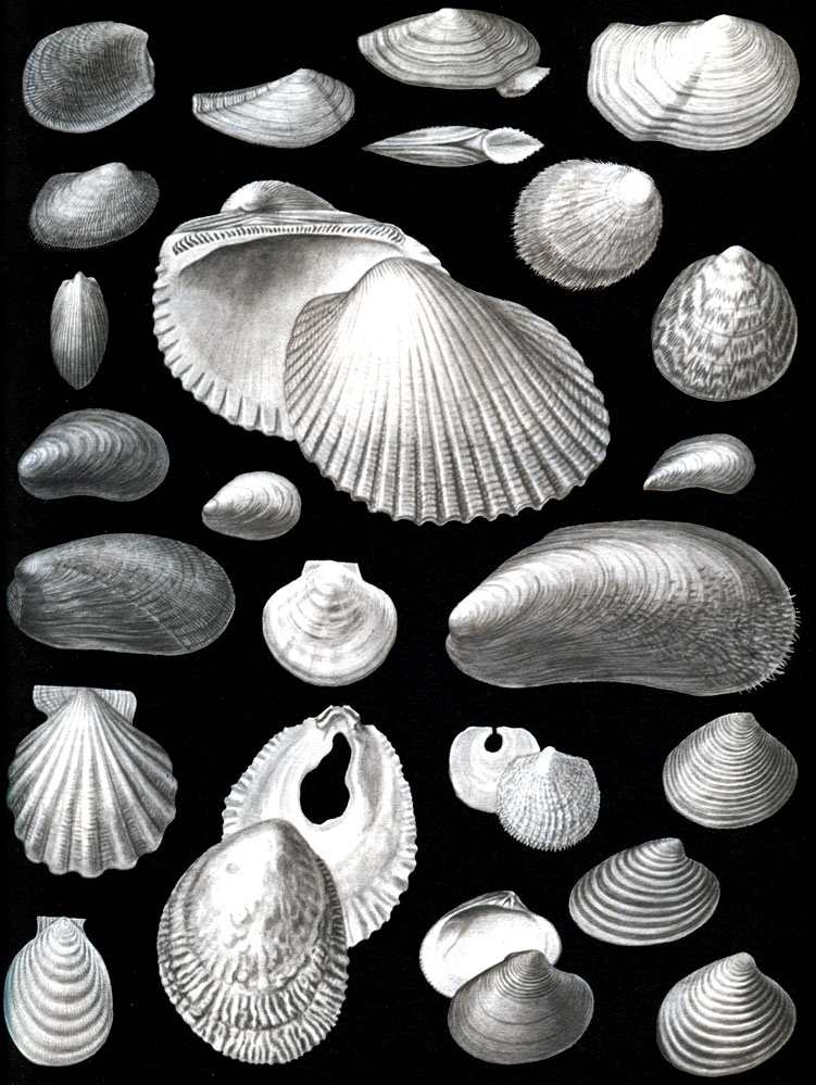  6.    .   (Taxodonta): 1 -   (Acila divaricata); 2 -   (Nuculana pernula costigera); 3 -   (Yoldia hyperborea);  -  ,    ; 4 -   Yoldia (Megayoldia) thraciaeformis; 5 -   Anadara (Scapharca) broughtonii; 6 -   (Bathyarca glacialis); 7 -  (Limopsis vaginatus); 8 -   (Glycymeris albolineatus).   (Dysodonta): 9 -   (Modiolus modiolus); 10 -   (M. adriaticus); 11 -   . (Modiolula) pnaseolinus; 12 -  (Mytilaster lineatus); 13 -   (Musculus nigra); 14 -   Chlamys (Flexopecten) glabra pontica; 15 -   (Propeamussium groenlandicum); 16 -   Pr. (Hyalopecten) frigidus; 17 -   Lima (Limatula) hyperborea; 18 -   Pododesmus macrochisma; 19 -   Anomia (Heteranomia) squamula aculeata.    (Eulamellibranchia): 20 -   Astarte (Astarte) crenata; 21 -    . (.) sulcata; 22 -   A. (Tridonta) borealis; 23 -   A. (Elliptica) elliptica