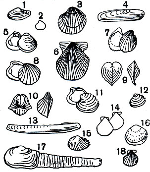  7.   : 1 - Yoldia (Cnesterium) scissurata; 2 - Astarte (Nicania) montagui striata; 3 - Clinocardium californiense; 4 - Lithophaga lithophaga; 5 - Astarte (Tridonta) rollandi; 6 - Chlamys farreri nipponensis; 7 - Trachycardium flavum; 8 - Cyclocardia paucicostata; 9 - Corculum cardissa; 10 - Hemicardia hemicardium; 11 - Venus (Circomphalus) casina; 12 - Chamelea (Clausinella) fasciata; 13 - Ensis ensis; 14 - Propeamussium (Cyclopecten) imbriferum major; 15 - Papyridea spinosa; 16 - Glycymeris glycymeris; 17 - Mya truncata; 18 - Chlamys (Palliolum) tigerina