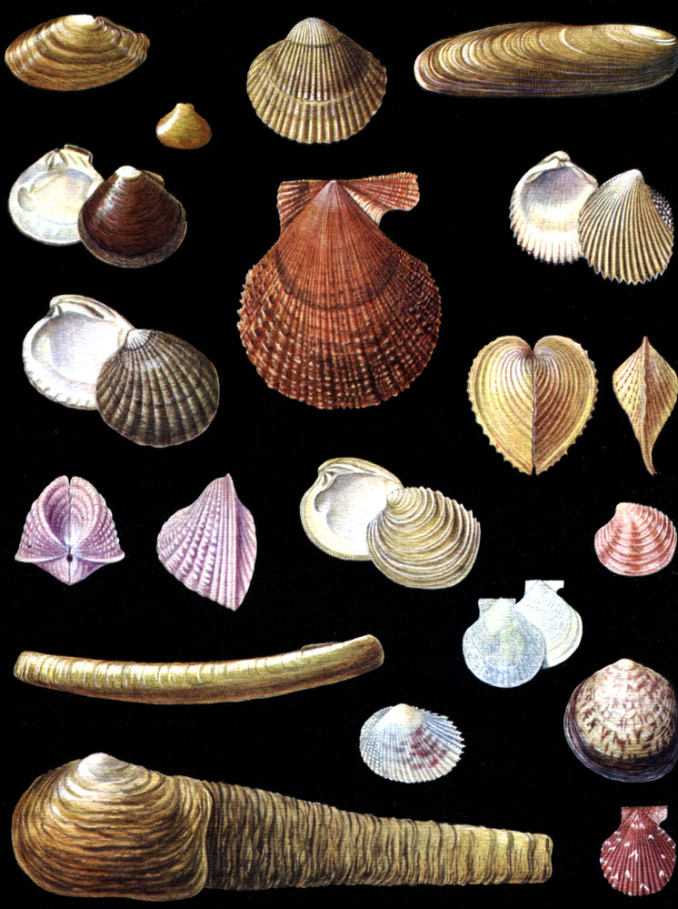  7.   : 1 - Yoldia (Cnesterium) scissurata; 2 - Astarte (Nicania) montagui striata; 3 - Clinocardium californiense; 4 - Lithophaga lithophaga; 5 - Astarte (Tridonta) rollandi; 6 - Chlamys farreri nipponensis; 7 - Trachycardium flavum; 8 - Cyclocardia paucicostata; 9 - Corculum cardissa; 10 - Hemicardia hemicardium; 11 - Venus (Circomphalus) casina; 12 - Chamelea (Clausinella) fasciata; 13 - Ensis ensis; 14 - Propeamussium (Cyclopecten) imbriferum major; 15 - Papyridea spinosa; 16 - Glycymeris glycymeris; 17 - Mya truncata; 18 - Chlamys (Palliolum) tigerina