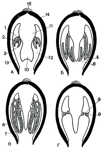 . 74.       :  -  (Protobranchia);  -  (Filibranchia);  -   (Eulamellibranchia);  -  (Septibranchia). 1 -  ; 2 -   ; 3 -   ; 4 -   ,      ; 5 -         ; 6 -  ; 7 -  ; 8 -   (),   ; 9 -   ; 10 - ; 11 - ; 12 -  ; 13 - ; 14 - ; 15 -  ()