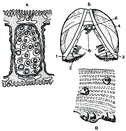 . 78.  :  -    ,  ;  -     ,  ;  - ,     . 1 - ; 2 -      ; 3 -    ; 4 - -; 5 -   ; 6 -   