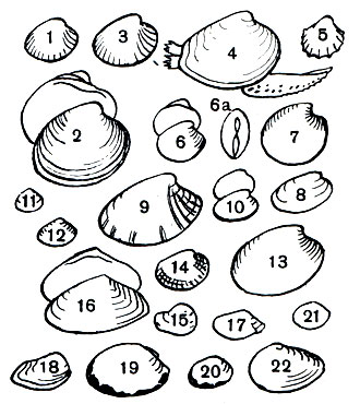  8.    .    (Eulamellibranchia): 1 -  (Cyclocardia crebricostata); 2 -   (Cyprina islandica); 3 -   (Clinocardium ciliatum); 4 -   (Serripes groenlandicus); 5 -   (Gardium (Acanthocardia) paucicostatum); 6 -  - (Chione (Chamelea) gallina corrugatula; 6 -  ,  ; 7 -   (Dosinia (Phacosoma) japonica); 8 -   (Venerupis (Amygdalum) japonica); 9 -   (Gallista brevisiphonata); 10 -   (Venerupis (Polititapes) rugata proclivis); 11 -   (Gouldia minima); 12 -  (Liocyma fluctuosa); 13 -   (Mercenaria stimpsoni); 14 -  (Protothaca euglypta); 15 - - (Petricola lithophaga); 16 -   (Angulus (Peronidia) lutea); 17 -   (Angulus (Moerella) donacinus); 18 -   (Gastrana fragilis); 19 -   (Macoma calcarea); 20 -   (Macoma balthica); 21 -   (Abra ovata); 22 -   (Sanguinolaria (Nuttallia) olivacea)