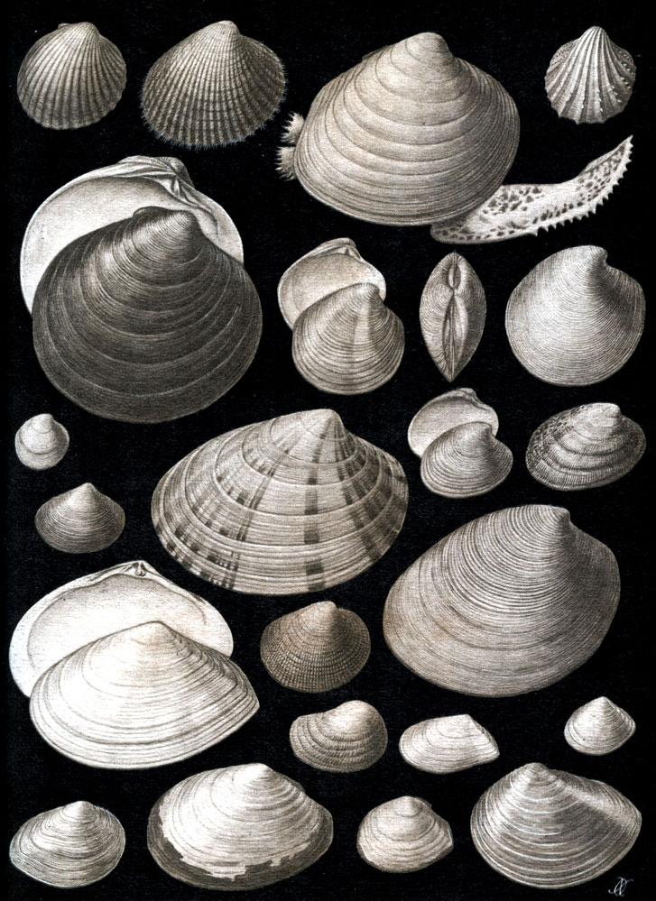  8.    .    (Eulamellibranchia): 1 -  (Cyclocardia crebricostata); 2 -   (Cyprina islandica); 3 -   (Clinocardium ciliatum); 4 -   (Serripes groenlandicus); 5 -   (Gardium (Acanthocardia) paucicostatum); 6 -  - (Chione (Chamelea) gallina corrugatula; 6 -  ,  ; 7 -   (Dosinia (Phacosoma) japonica); 8 -   (Venerupis (Amygdalum) japonica); 9 -   (Gallista brevisiphonata); 10 -   (Venerupis (Polititapes) rugata proclivis); 11 -   (Gouldia minima); 12 -  (Liocyma fluctuosa); 13 -   (Mercenaria stimpsoni); 14 -  (Protothaca euglypta); 15 - - (Petricola lithophaga); 16 -   (Angulus (Peronidia) lutea); 17 -   (Angulus (Moerella) donacinus); 18 -   (Gastrana fragilis); 19 -   (Macoma calcarea); 20 -   (Macoma balthica); 21 -   (Abra ovata); 22 -   (Sanguinolaria (Nuttallia) olivacea)