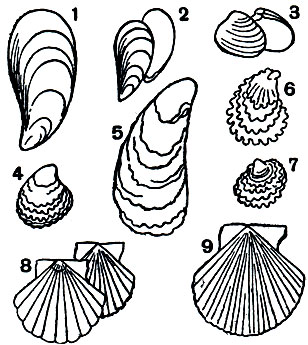  9.    : 1 - Crenomytilus grayanus; 2 - Mytilus edulis; 3 - Saxidomus purpuratus; 4 - Ostrea edulis; 5 - Grassostrea gigas; 6 - Grassostrea virginica; 7 - Ostrea denselamellosa; 8 - Pecten maximus; 9 - Pecten (Patinopecten) yessoensis