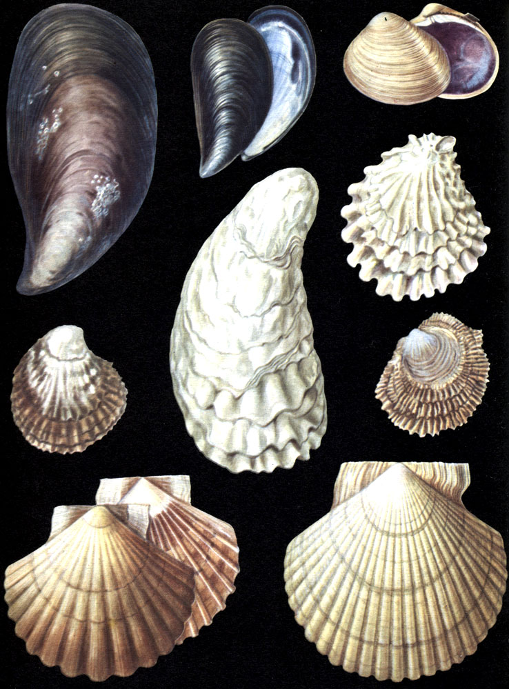  9.    : 1 - Crenomytilus grayanus; 2 - Mytilus edulis; 3 - Saxidomus purpuratus; 4 - Ostrea edulis; 5 - Grassostrea gigas; 6 - Grassostrea virginica; 7 - Ostrea denselamellosa; 8 - Pecten maximus; 9 - Pecten (Patinopecten) yessoensis