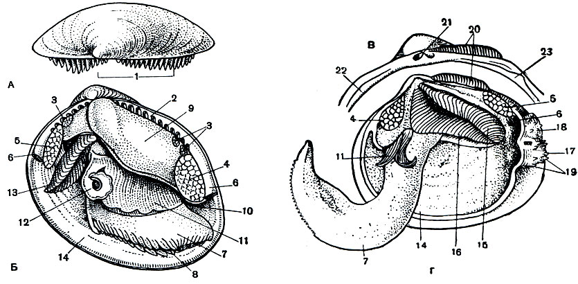 . 79.         .  -   (Nucula tenius): A -     ;  -      . : - -   (Serripes groenlandicus) -      . 1 -   ; 2 -     ;  -  ; 4 -   ; 5 -   ; 6 -    ; 7 - ; 8 -  ; 9 -  ; 10 - ; 11 -  ; 12 -   ; 13 -  ; 14 -  ; 15 -   ; 16 -   ; 17 -  ; 18 -  ; 19 -  ; 20 -  ; 21 -  ; 22 -   ; 23 -   