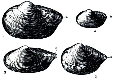 . 80.      .    (Portlandia arctica): 1 - a. arctica ( ); 2 - a. siliqua; 3 - a. portlandica (  ); 4 -   (Portlandia aestuariorum).  ;  -  -    