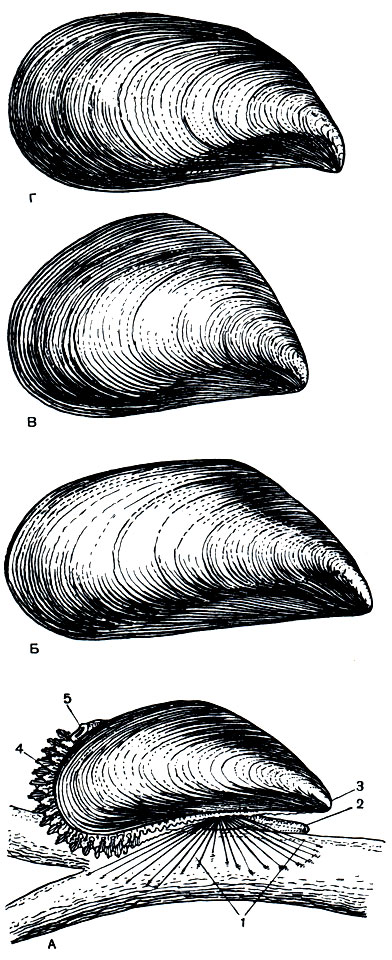. 82.      ( ):  -    (Mytilus edulis),   ;  ()   Mytilus galloprovincialis;  - nominata;  - dilatata;  - frequens. 1 -  ; 2 - ; 3 - ,       ; 4 -    ; 5 -  