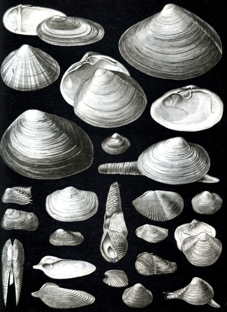  10.    .    (Eulamellibrachia): 1 -   (Siligua alta); 2 -   (Mactraa sulcataria); 3 -  ,    (Spisula gachalinensis); 4 -   S. (Mactromeris) voyi; 5 -   (Schizothaerus keenae); 6 -  ,   (Hiatella arctica); 6 -  ,  ; 7 -    (Panope japonica); 8 -   Mya (Arenomya) arenaria; 8 -  ,    ; 9 -   (Potamocorbula amurensis); 10 -   (Pholas bactylus) -    ; 10 -  ; 10 -  ;	 11 -   (Zirfaea crispate); 12 -   (Z.pilsbryi); 13 -    Pholadidea (Penitella) penito; 14 -   (Lyonsia arenosa); 15 -   (Pandora glacialis); 16 -  (Thracia myopsis); 17 -    (Periploma fragilis).   (Septibranchia); 18 -   (Lyonsiella abyssicola); 19 -  (Poromya granulata); 20 -   (Cuspidaria arctica)
