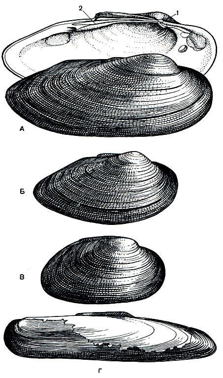 . 89. :  -   (Unio pictorum),    ;  -  ,   (U. tumidus);  -   (U. crassus);  -   (Lanceolaria grayana,  ). 1 -  ; 2 -  