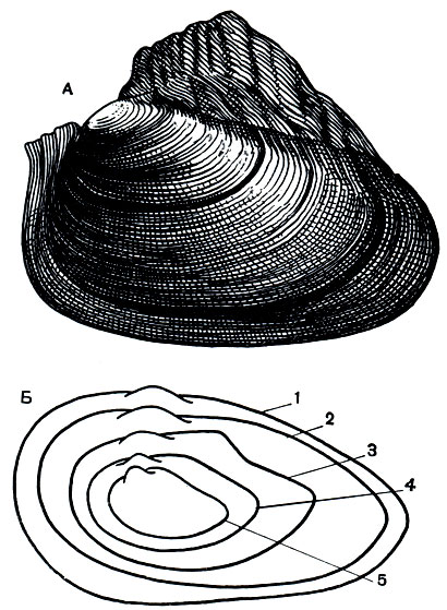 . 90.  -  Cristaria plicata;  -      (Anodonta cygnea),  . 1 - Anodonta cygnea cygnea; 2 -   (A. cygnea cellensis); 3 -   (A. cygnea piscinalis); 4 -   (A. cygnea anatina); 5 -   (A. cygnea lacustris)