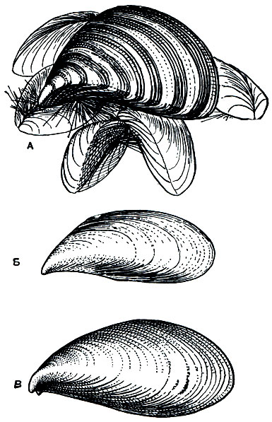 . 92. :  -   (Dreissena polymorpha) -  ,   ;  -   (Dreissena caspia);  -   (Dreissena rostriformis)