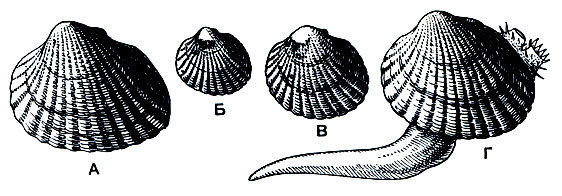 . 96. : ,    -   - Cerastoderma edule lamareki ( -   ;  -   ;  -   );  -   (Cerastoderma edule edule)