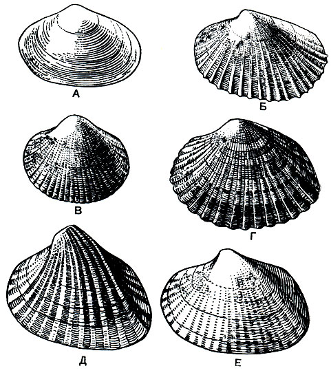. 97.      :  - Adacna vitrea;  - A. (Hypanis) plicata;  - Monodacna caspia;  - Monodacna colorata;  - Didacna trigonoides; E - Didacna protracta