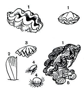  11.    : 1 -   (Tridacna gigas); 2 - -  (Pinna muricata); 3 -    (Ostrea cristagalli); 4 -   (Lima scabra); 5 -    (Pinctada martensii)