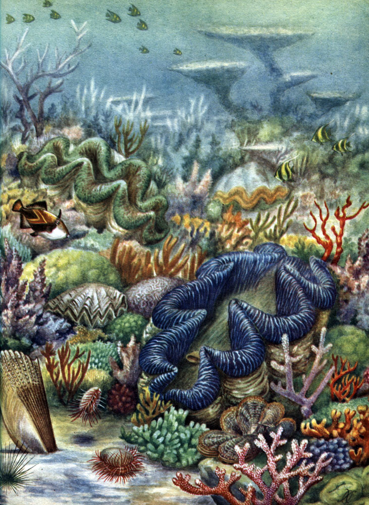  11.    : 1 -   (Tridacna gigas); 2 - -  (Pinna muricata); 3 -    (Ostrea cristagalli); 4 -   (Lima scabra); 5 -    (Pinctada martensii)