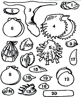  12.   : 1 -   (Area zebra); 2 -   (Solemya borealis); 3 -   (Malleus malleus); 4 -   (Pinctada rgaritifera); 5 -   (Spondylus pictorum); 6 -   (Amussium japonicum); 7 -   (Ghlamys (Swiftopecten) swifti); 8 -   (Chlamys islandicus); 9 -   (Gardita floridana); 10 -   (Chama macerophylla); 11 -   (Fragum unedo); 12 -   (Godakia tigerina); 13 - - (Pitar dione); 14 -  -  (Sunetta meroe); 15 - - (Pharaonella perieri); 16 -   (Donax (Paradonax) venustus); 17 -   (Mytilus viridis); 18 -   (Cardiomya gouldiana); 19 -   (Spinula calcar); 20 -    (Solen grandis)