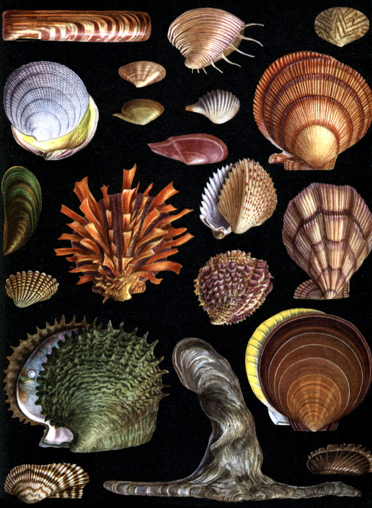 12.   : 1 -   (Area zebra); 2 -   (Solemya borealis); 3 -   (Malleus malleus); 4 -   (Pinctada rgaritifera); 5 -   (Spondylus pictorum); 6 -   (Amussium japonicum); 7 -   (Ghlamys (Swiftopecten) swifti); 8 -   (Chlamys islandicus); 9 -   (Gardita floridana); 10 -   (Chama macerophylla); 11 -   (Fragum unedo); 12 -   (Godakia tigerina); 13 - - (Pitar dione); 14 -  -  (Sunetta meroe); 15 - - (Pharaonella perieri); 16 -   (Donax (Paradonax) venustus); 17 -   (Mytilus viridis); 18 -   (Cardiomya gouldiana); 19 -   (Spinula calcar); 20 -    (Solen grandis)