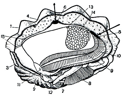 . 98.  (Tridacna crocea).           : 1 -   ; 2 - ; 3 -  ; 4 -    ; 5 -  ; 6 -  ; 7 - ; 8 -  ; 9 -   ; 10 -   ; 11 - ; 12 -  ; 13 - ; 14 -  ; 15 -   .        