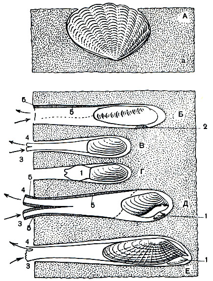 . 99. ,      :  -  (Tridacna crocea),   ,   ;  -   (Li-thophaga),    ;  -  (Hiatella);  -     ,  ;  -  (Gastrochaena); E -   (Pholas). 1 - ; 2 - ; 3 -  ; 4 -  ; 5 -   