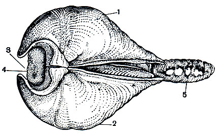 . 100.   .   (Xylophaga grevei,    ): 1 -  ; 2 -  ; 3 -  ; 4 - ; 5 - 