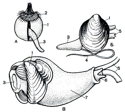 . 103.    :  -   ;  -    ;  -  . 1 - ; 2 -      ; 3 - ; 4 - ; 5 - ; 6 -  ; 7 -  