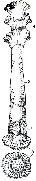 . 104.   (Brechites giganteus): 1 - ; 2 -   -   ; 3 -  ; 4-   