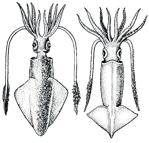 . 117.   - Loligo vulgaris ()   Ommastrephes sp. ()