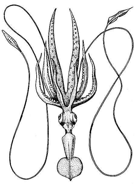 . 119.   (Chiroteuthis veranyi)