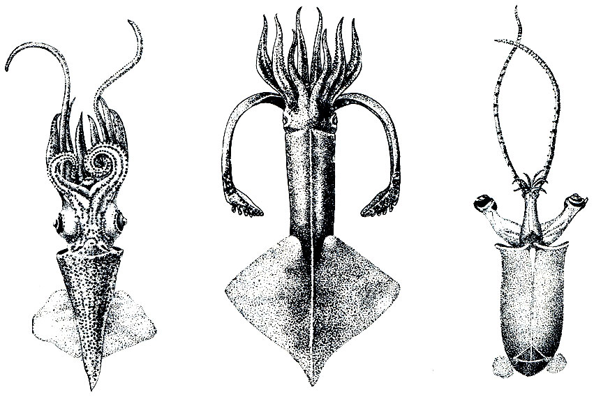 . 120. :  - Enoploteuthis leptura ( );  - Onychoteuthis banksii;  - Bathothauma lyromma ()