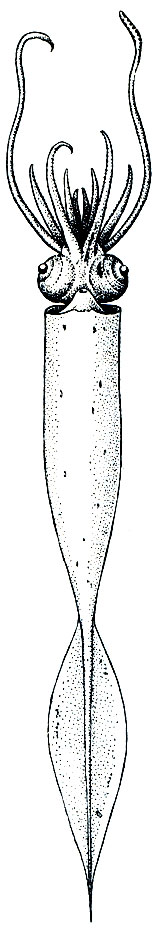. 121. Galiteuthis armata