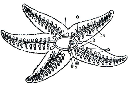 . 123.      : 1 -  ; 2 -  ; 3 -    ; 4 -  ; 5 -   ; 6 -  ; 7 -  ; 8 -  