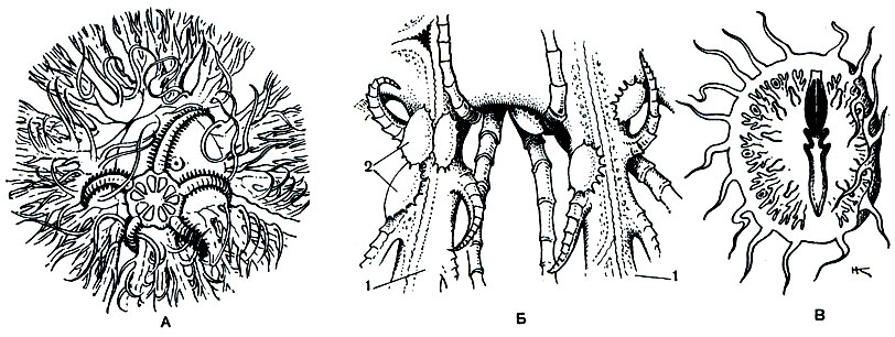 . 129.  -  Ophiomaza,     Comanthus;  -    Myzostomidae   ;  - ,    ,    ; 1 -   ; 2 - 