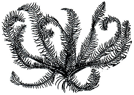 . 133.    Antedon bifida