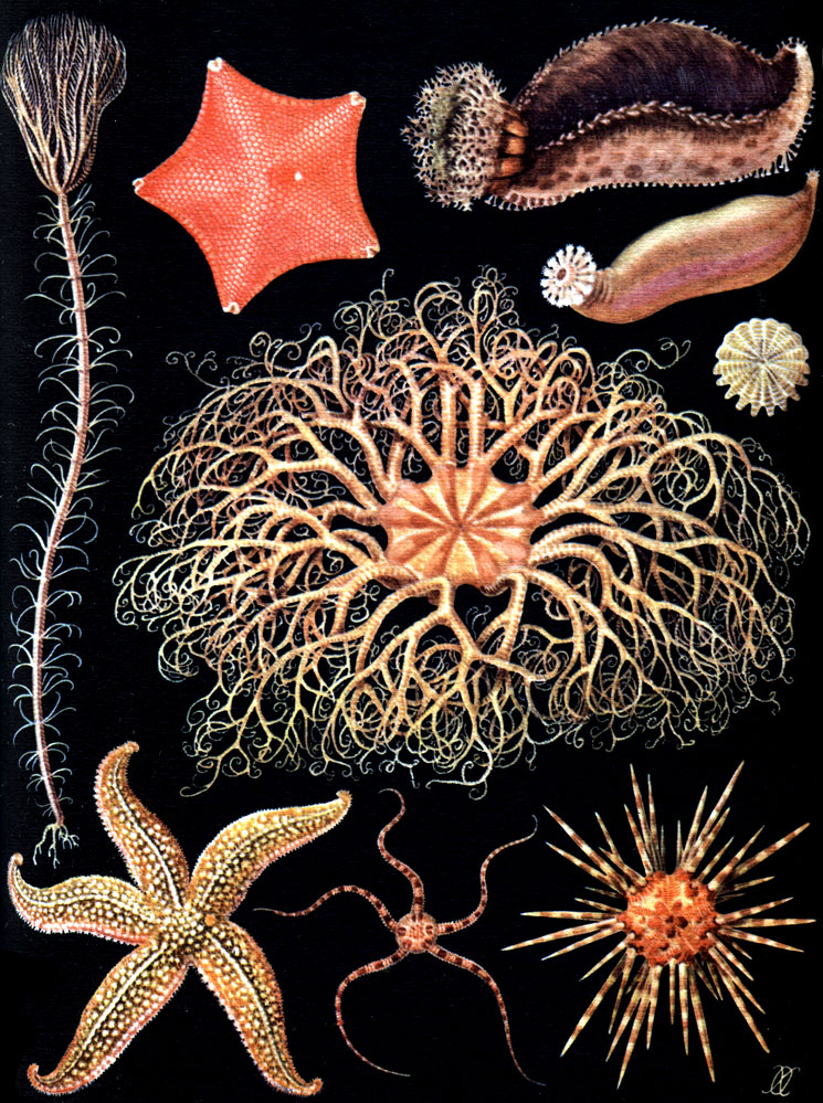  17.  .  : 1 - Metacrinus nobilis. : 	3 - Cucumaria japonica; 	4 - Trochostoma arcticum.  : 2 - Ceramaster patagonicus; 7 - Asterias forbesi.  : 5 - Rotula orbiculus; 9 - Stylocidaris affinis. : 6 - Gorgonocephalus caryt; 8 - Ophiura sarsi