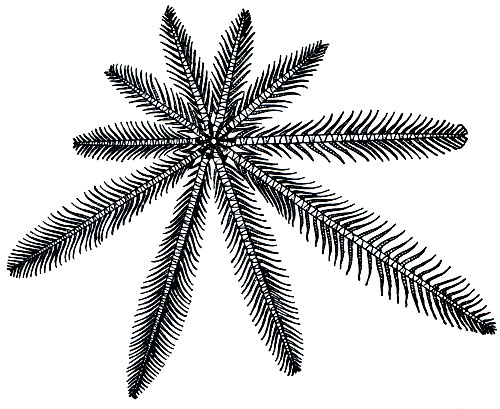 . 134.   Comatula pectinata (   )