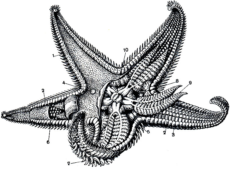 . 138.   Astropecten,    : 1 - ; 2 -   ; 3 -   ; 4 -  ; 5 -  ; 6 -   ; 7 -  ; 8 - ; 9 -  ; 10 -  