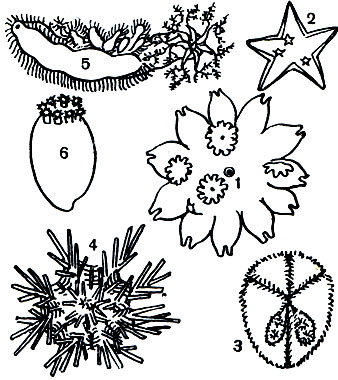  21.       : 1 -   Pteraster obsurus  ,   ; 2 -   Trophodiscus uber    ; 3 -  Abatus philippii     ; 4 -   Ctenocidaris nutrix     ; 5 -  Cladodactyla crocea    ; 6 -  Psolus ephippifer     ,   