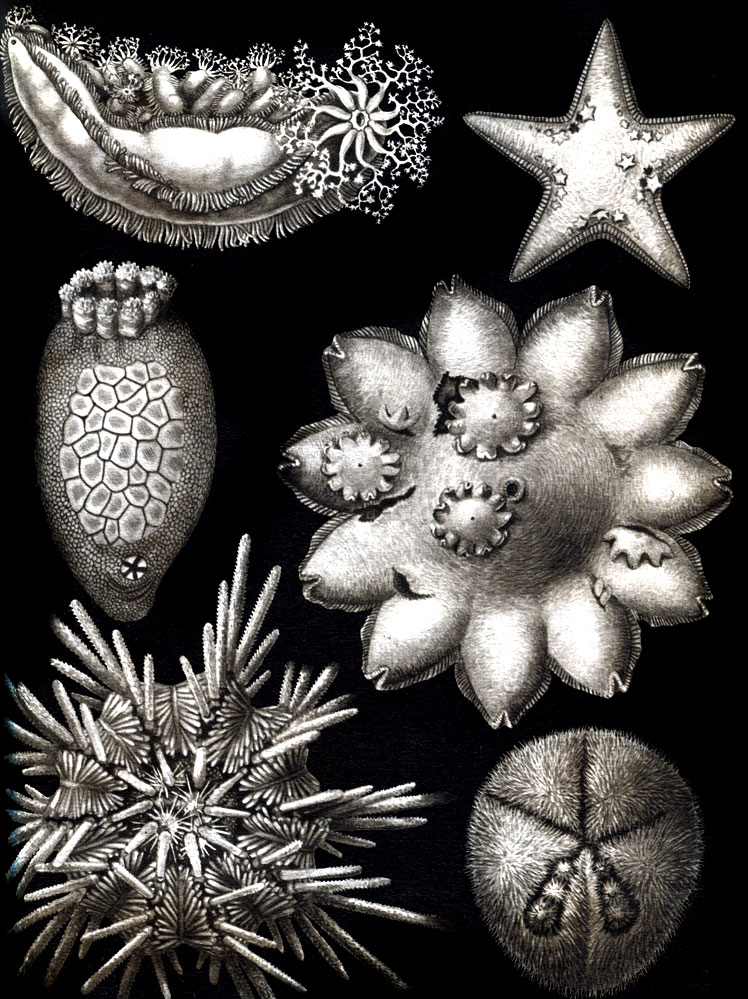  21.       : 1 -   Pteraster obsurus  ,   ; 2 -   Trophodiscus uber    ; 3 -  Abatus philippii     ; 4 -   Ctenocidaris nutrix     ; 5 -  Cladodactyla crocea    ; 6 -  Psolus ephippifer     ,   