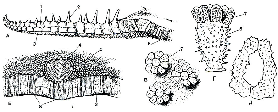 . 145.      Porcellanasteridae:    - Styracaster; A -   ;  -     ;    -  Vitjazaster;  -  ;  -  ;  -  Porcellanaster. 1 -   ; 2 -  ; 3 -   ; 4 -  ; 5 - ; 6 -  ; 7 -   ; 8 -  